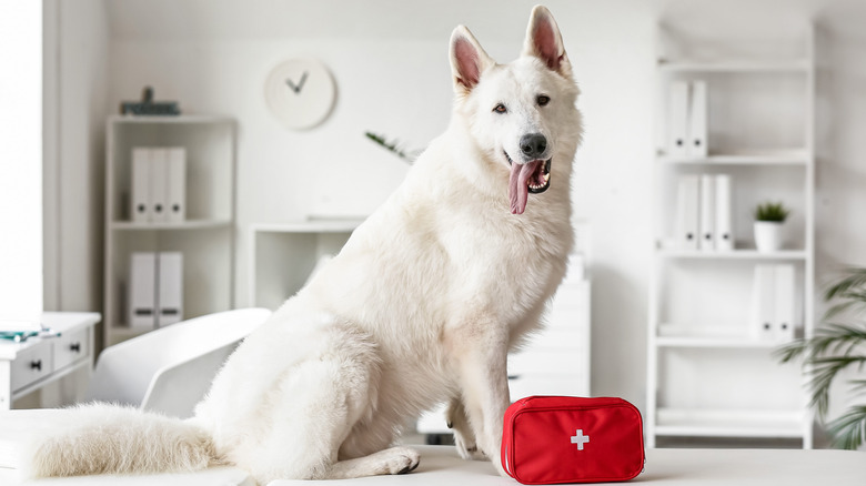 A white shepherd sits behind a first-aid kit