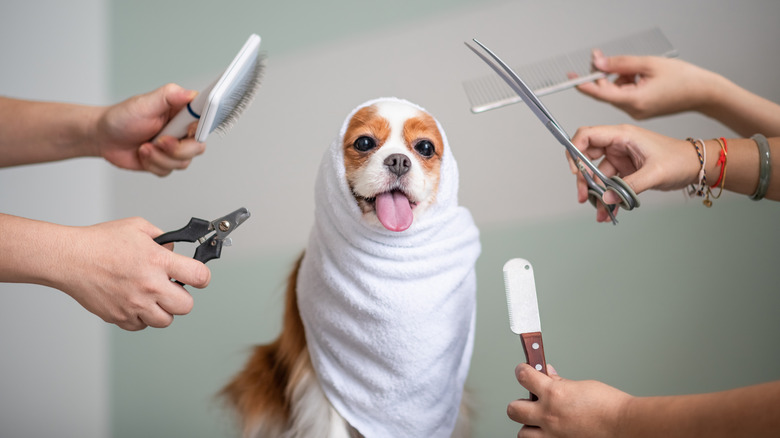 Cavalier King Charles spaniel with towel over their head, surrounding by hands holding different grooming tools