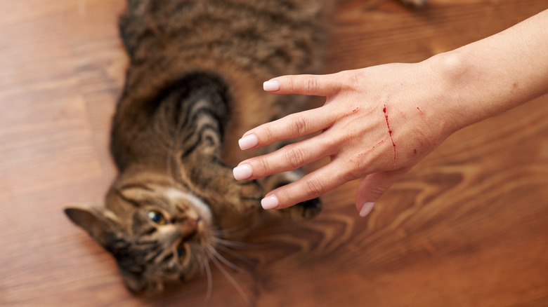 Hand scratched by cat