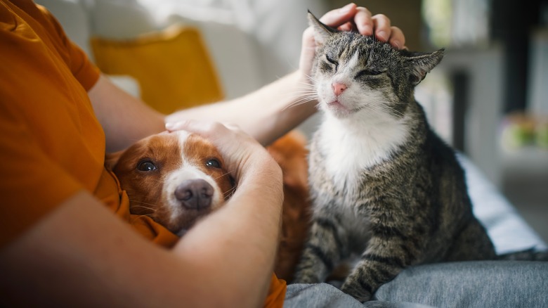 Person petting dog and cat