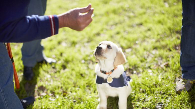 Dog being trained