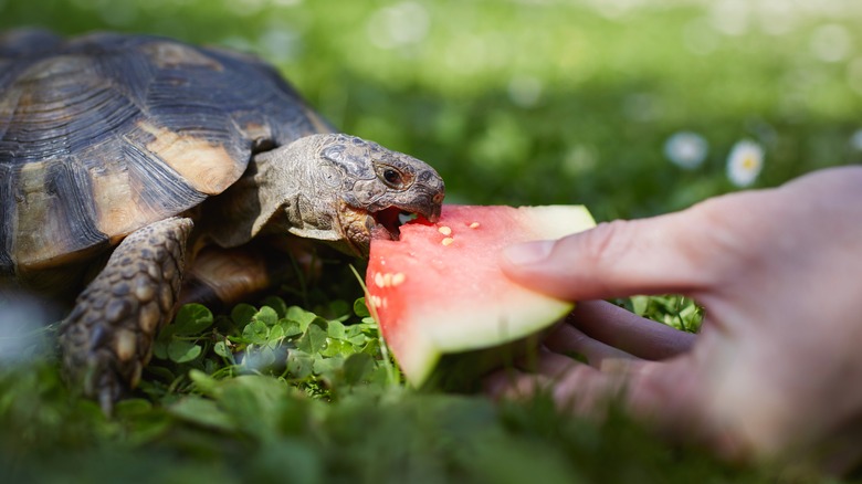 Tortoise eating watermelon outdoors