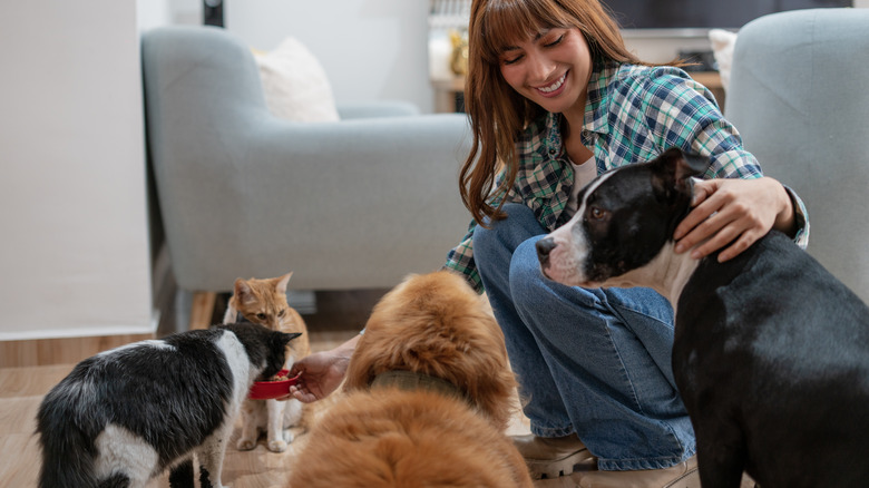 Woman feeding two dogs and two cats