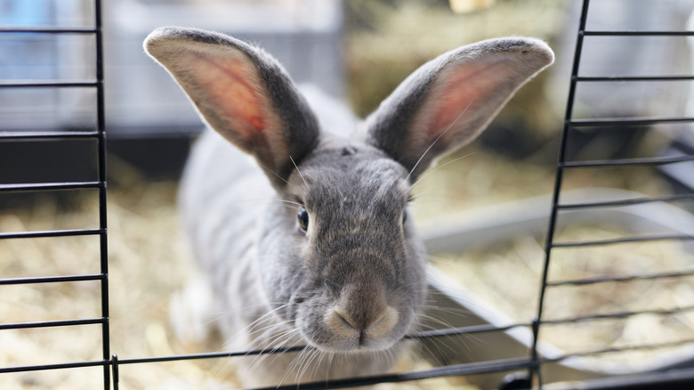 Gray rabbit looks through cage door