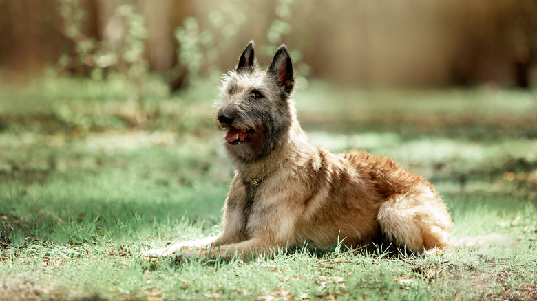 Belgian Laekenois laying in grass