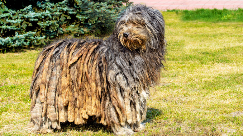 Bergamasco shepherd standing in grass