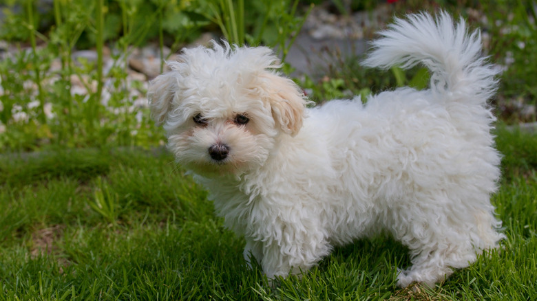 Bolognese puppy in the grass