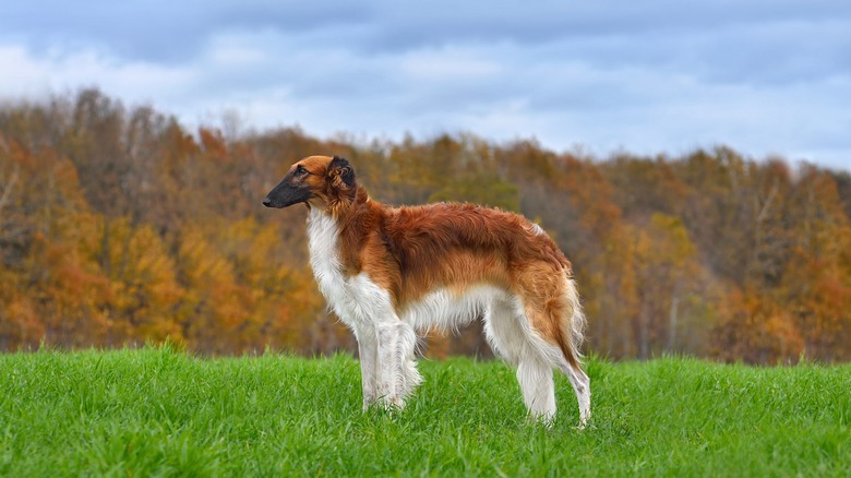 Borzoi dog standing in field