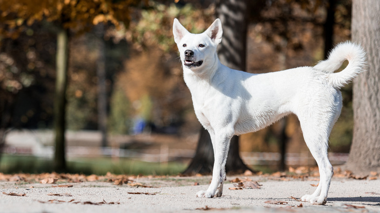 Canaan Dog standing on the pavement