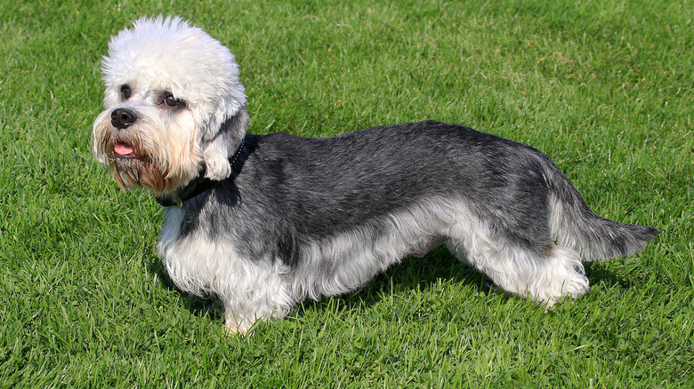 Dandie Dinmont Terrier standing in grass