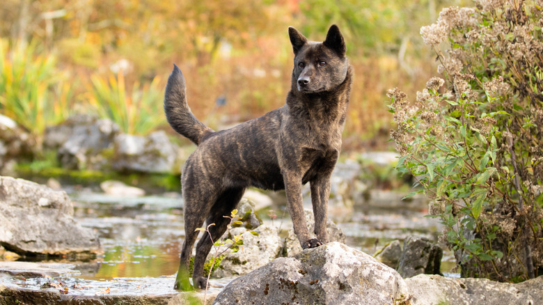 Kai Ken standing on rock