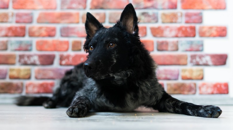 Mudi dog laying on floor