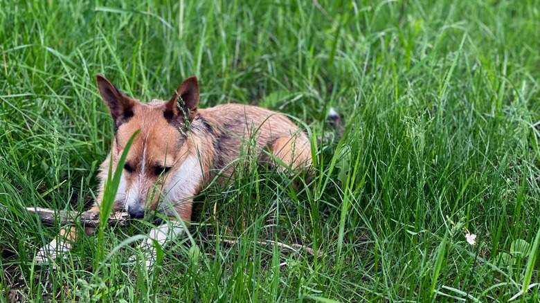 Norwegian lundehund in grass