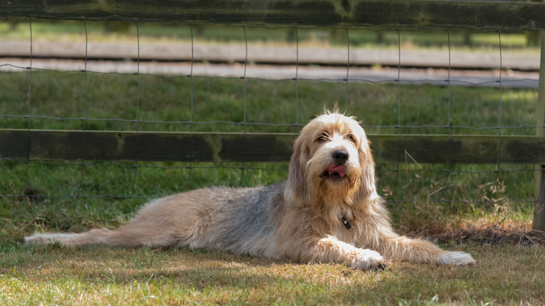 Otterhound laying down in grass