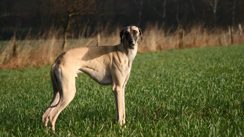 Sloughi dog standing in field