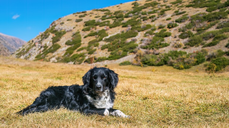 Stabyhoun dog laying in front of mountains