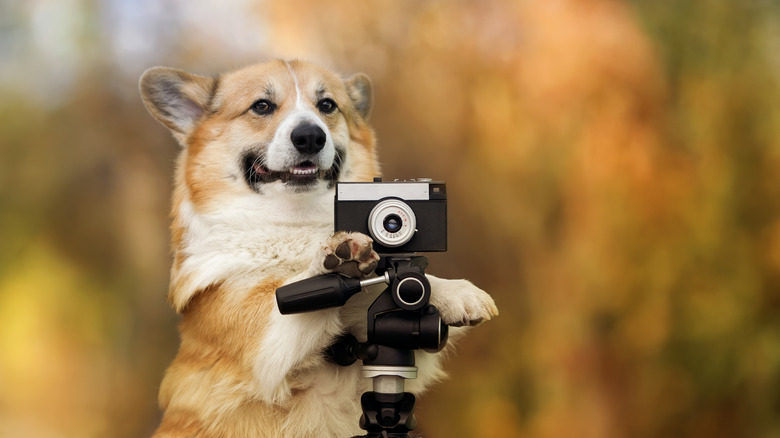 A Corgi filming video