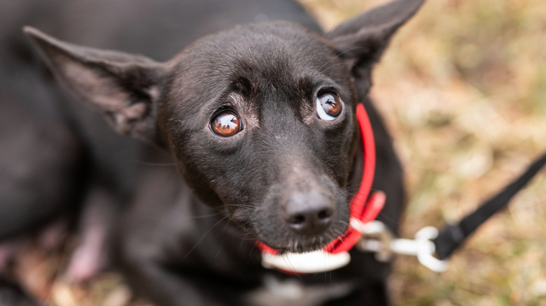 Dog looking scared on a leash