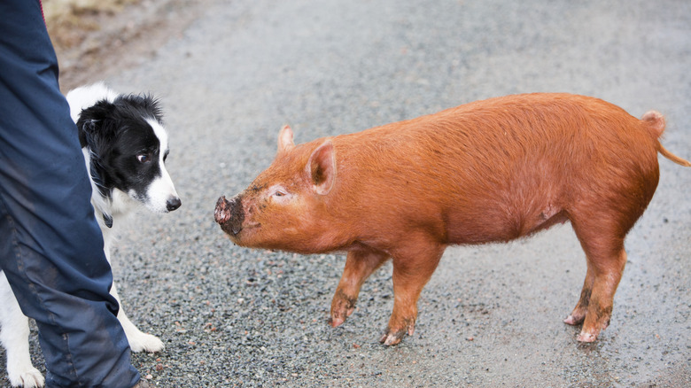 A Border Collie meets a pig