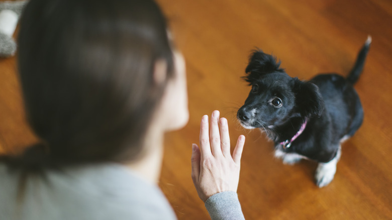 A puppy being trained