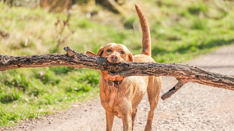 dog holding big branch