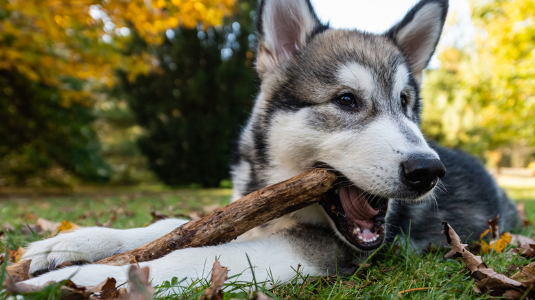 alaskan malamute chewing stick