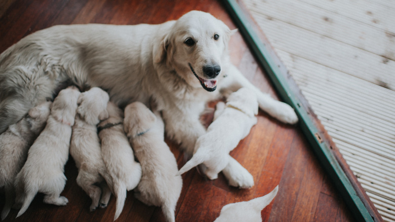 Golden Retriever with her litter of puppies