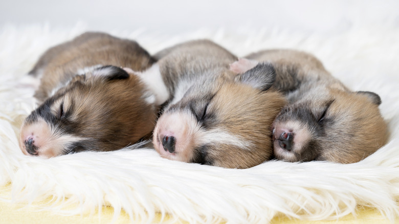 A litter of newborn Corgi puppies