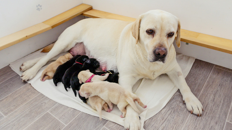 A Labrador Retriever with her puppies