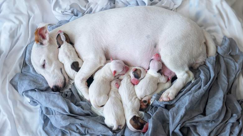 Jack Russell Terrier with newborn puppies