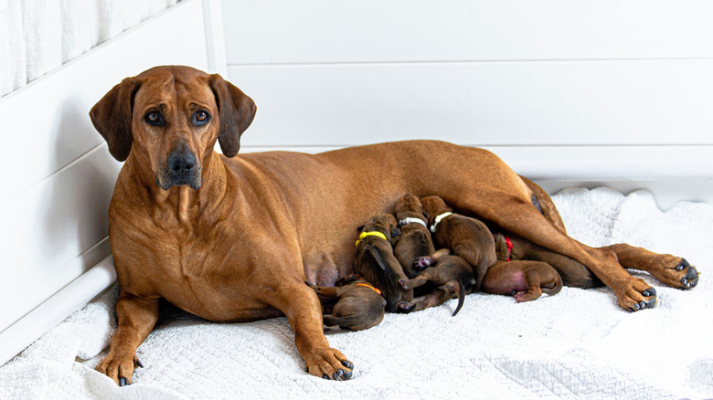 Rhodesian Ridgeback with her newborn puppies