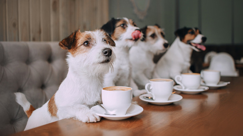 Four jack russell terriers sitting in front of cups