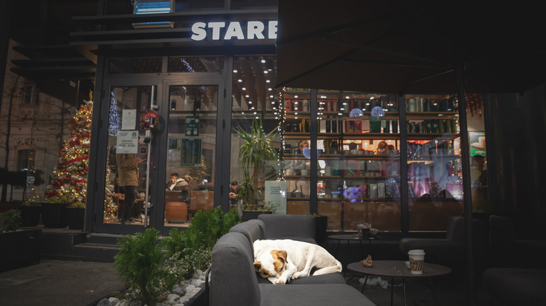 A dog sleeping on a couch in front of a Starbucks