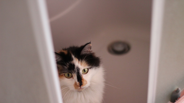 Fluffy Cat Peeking Through the Shower Cabin Doors in Bathroom. Funny Kitten with Yellow Eyes