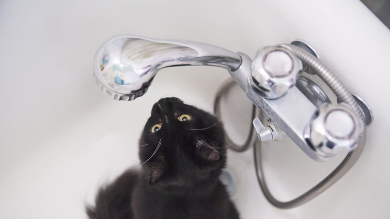 Tuxedo cat waiting for water drop in the bathtub.