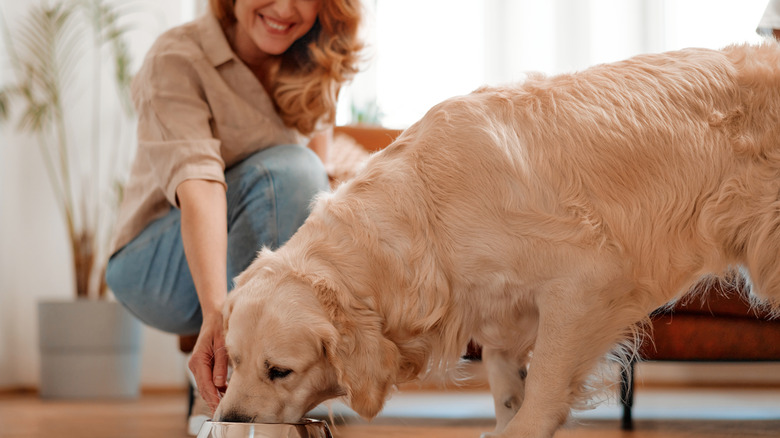 dog eating from bowl