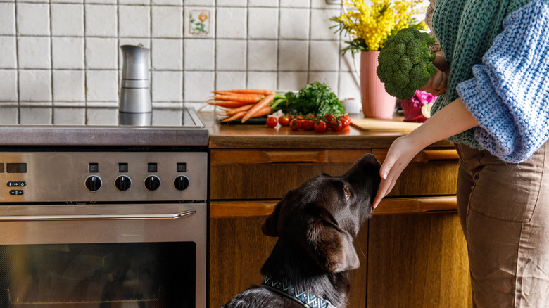 hand feeding dog