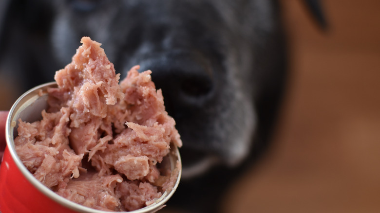 dog looks at beef stew