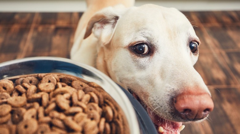 dog eyeing its food bowl