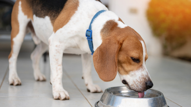 beagle eating from bowl