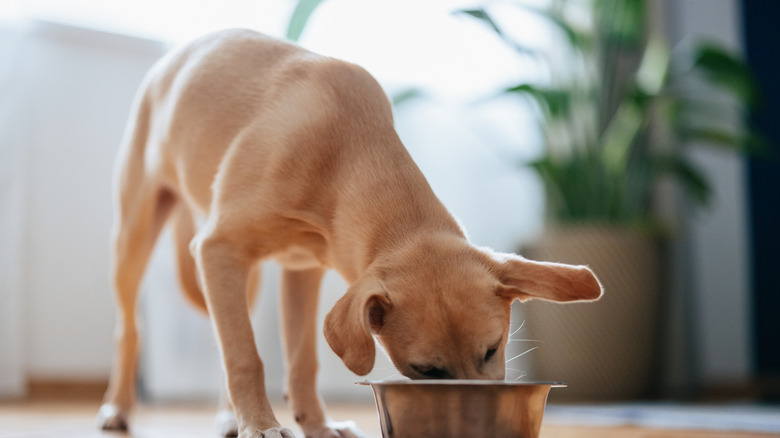 dog with head in bowl