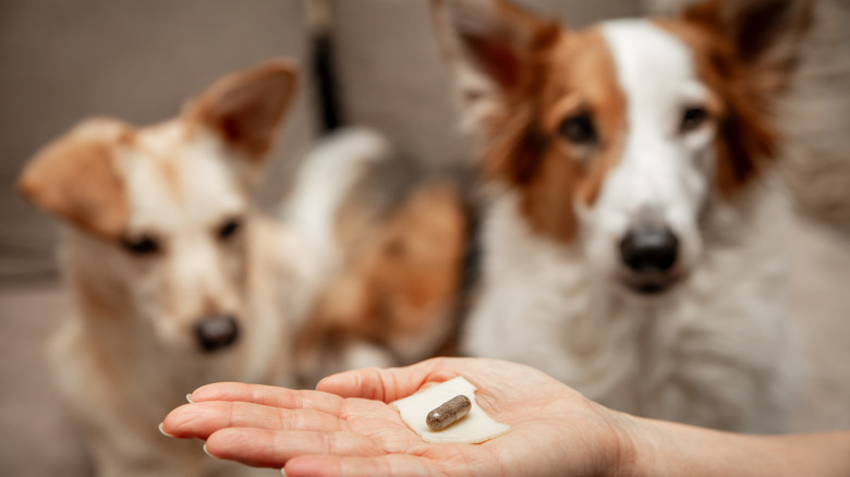 two dogs ready to consume pills