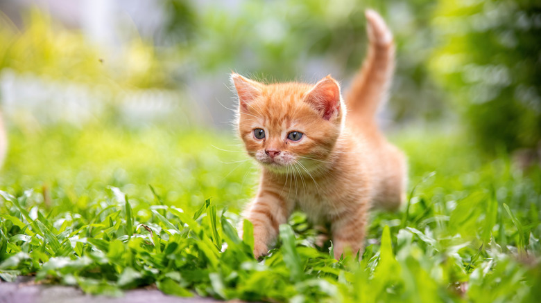 orange kitten walking in grass