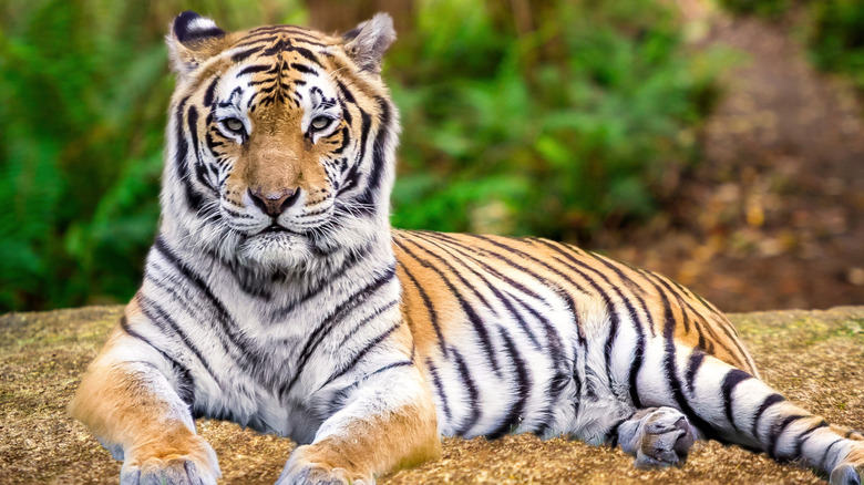 seated wild striped tiger