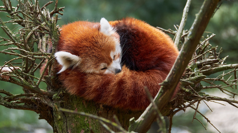 a red panda resting curled up in a tree