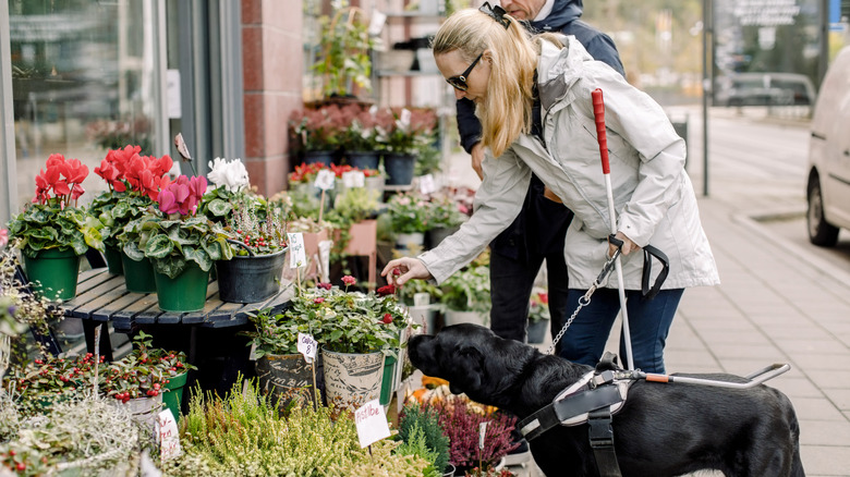 blind woman accompanied by her service dog checking out potted flowers for sale