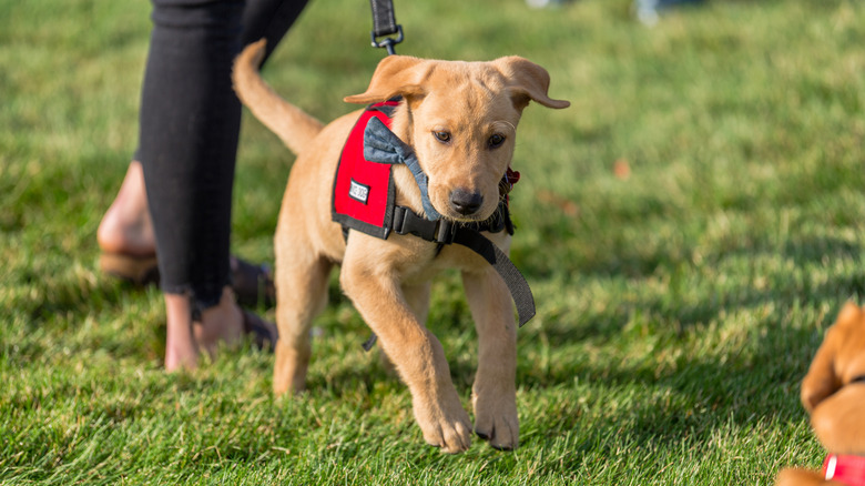 puppy in service-dog training