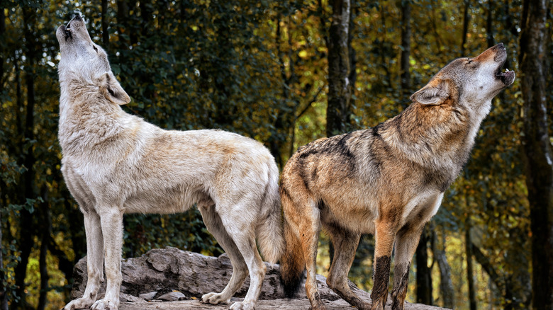 two wolves howling