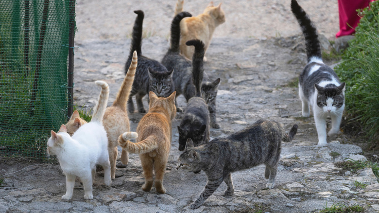 A herd of stray cats roaming the streets