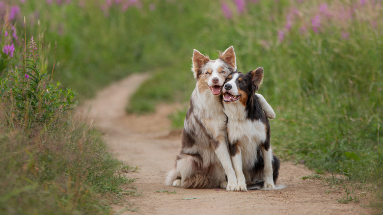 Two dogs huddling together for a walk